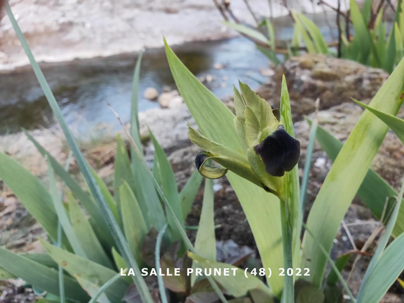 Iris, Snakes head plant